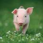 Wandkalender Kalender Schweinchen Piggies Cochons 2021 Artwork