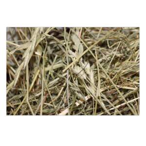 Ostergras Spreewald Heu 30 g – Bastelgras für...