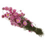 Strohblumen rosa 50 cm Trockenblumen 60g