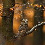 Magic Owls, Magische Eulen Kalender 2020, 30 x 60 cm