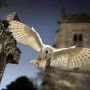 Magic Owls, Magische Eulen Kalender 2020, 30 x 60 cm